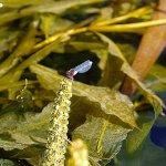 Kanutour-Libelle-auf-Wasserpflanze