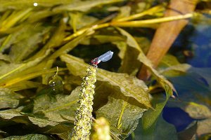 Kanutour-Libelle-auf-Wasserpflanze