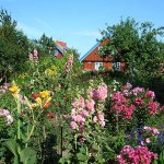 Baltikum-Blumenmeer-Nidden