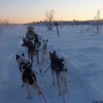 huskytour-in-nord-finnland
