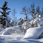 norwegische Winterlandschaft mit schneebedeckten Bäumen