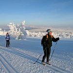 Skilanglauf in der Gruppe in verschneiter Landschaft