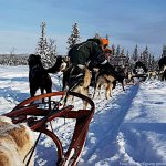 mehrere Huskies vor Hundeschlitten in Nordschweden